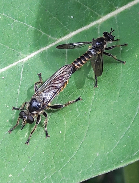 Choerades fimbriata
