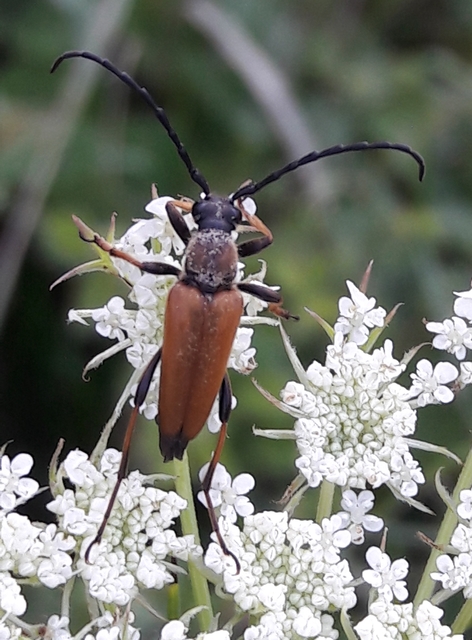 Stictoleptura rubra - vörös virágcincér