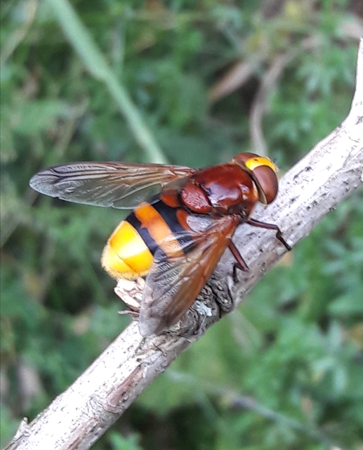 Volucella zonaria - kétöves pihelégy