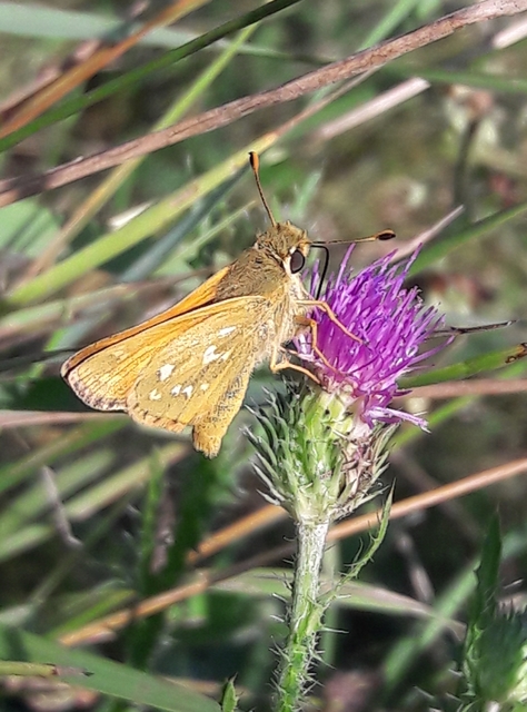 Hesperia comma - vesszős busalepke