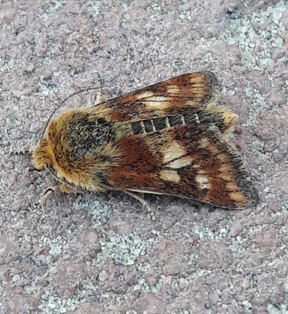 Schinia cardui - keserűgyökér-nappalibagoly