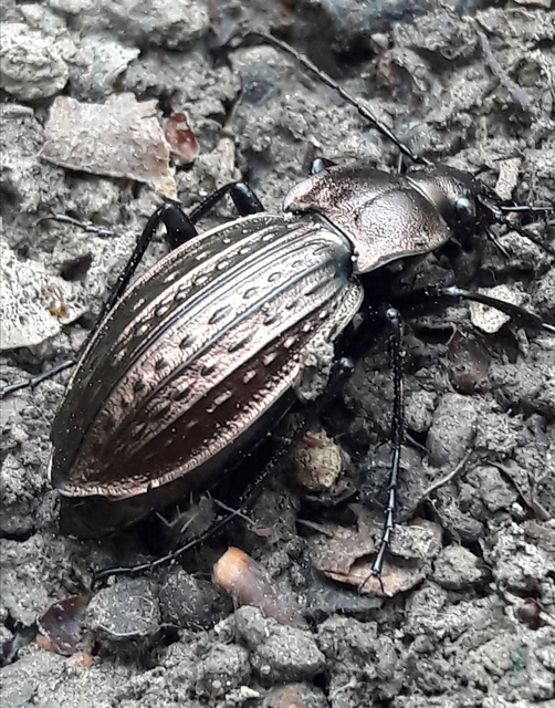 Carabus cancellatus - ragyás futrinka