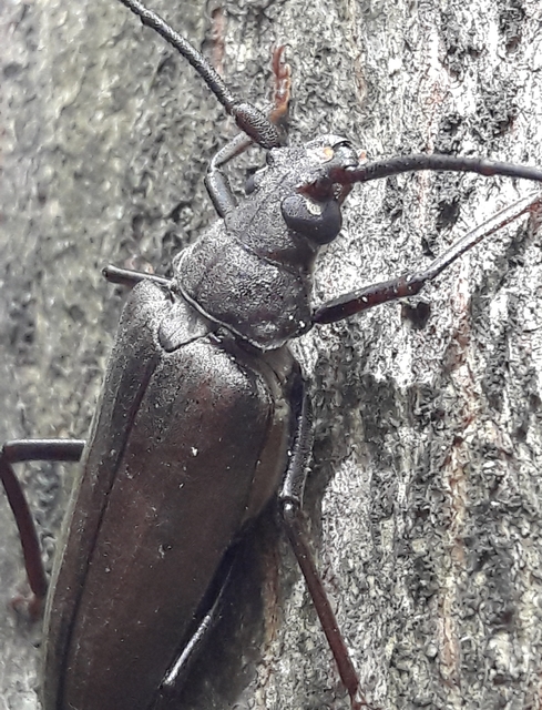 Aegosoma scabricorne - diófacincér