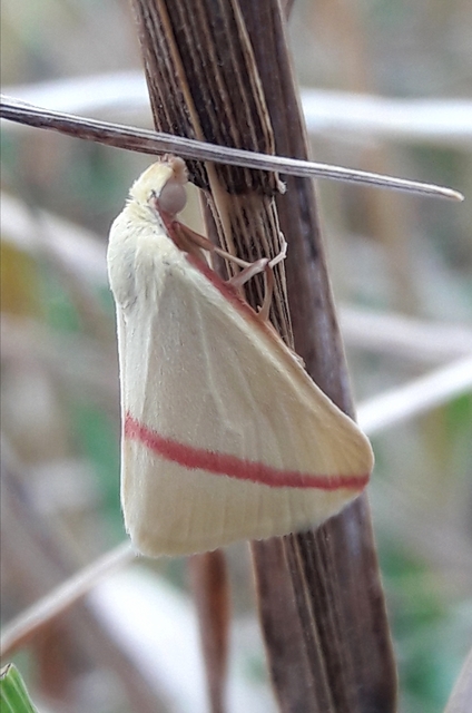 Rhodometra sacraria - rózsacsíkos araszoló