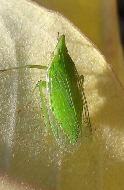 Dictyophara europaea