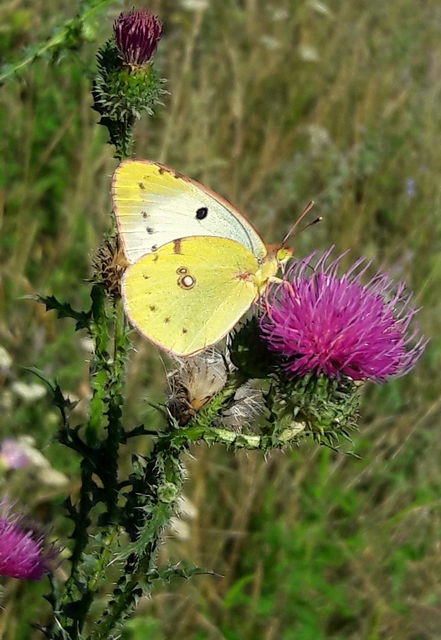 Colias alfacariensis - déli kéneslepke