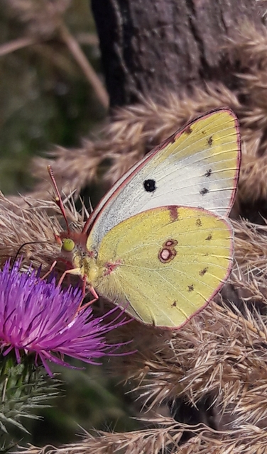 Colias alfacariensis - déli kéneslepke