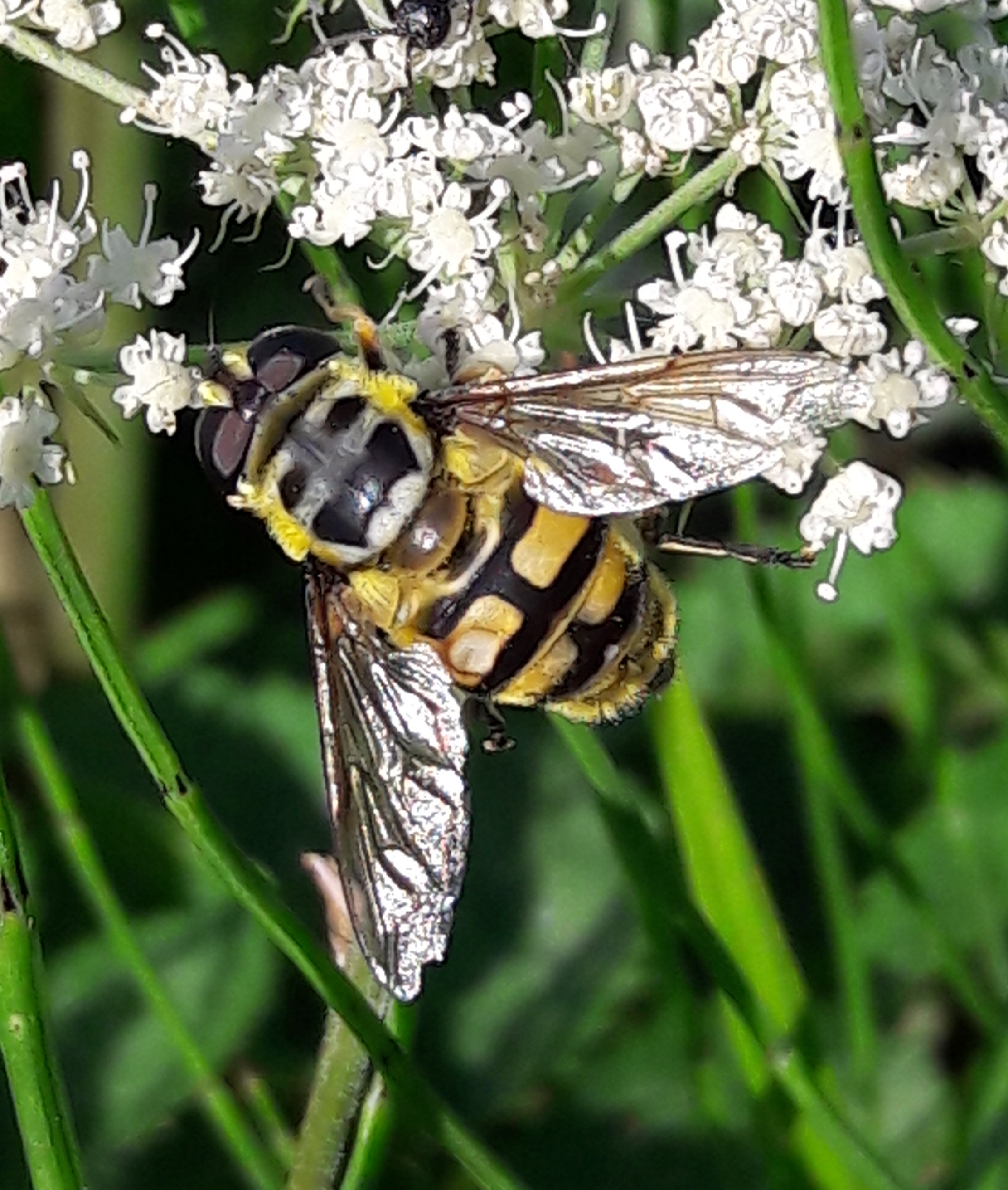Myathropa florea - halálfejes odúlégy