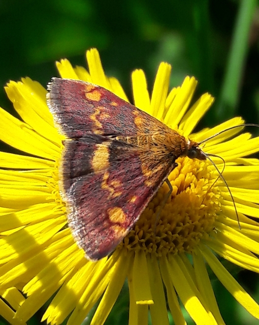 Pyrausta aurata - aranyló bíbormoly