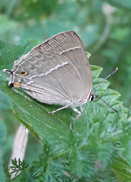 Neozephyrus quercus - tölgyfalepke