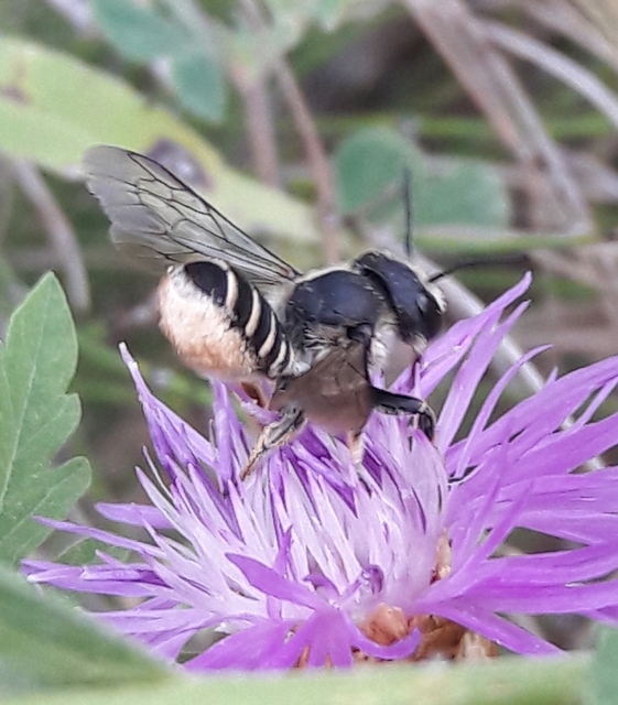 Megachilidae - művészméhek