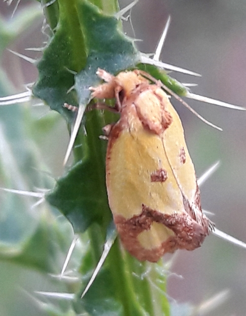 Agapeta zoegana - barnacsíkos sárgamoly