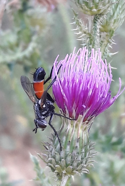 Cylindromyia