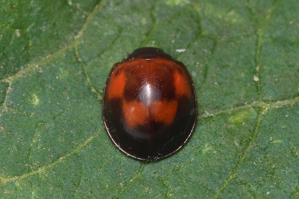 Exochomus quadripustulatus - négyfoltos szerecsenkata