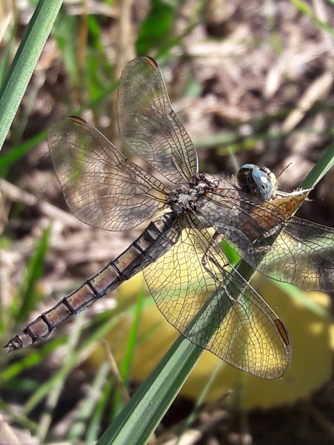Orthetrum coerulescens - karcsú pásztorszitakötő
