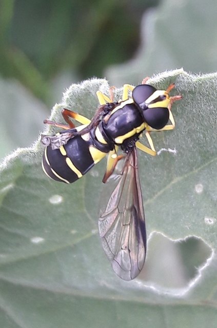 Xanthogramma pedissequum - gyakori oldalsávoslégy