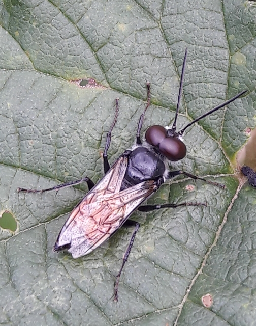Crabronidae - szitásdarazsak