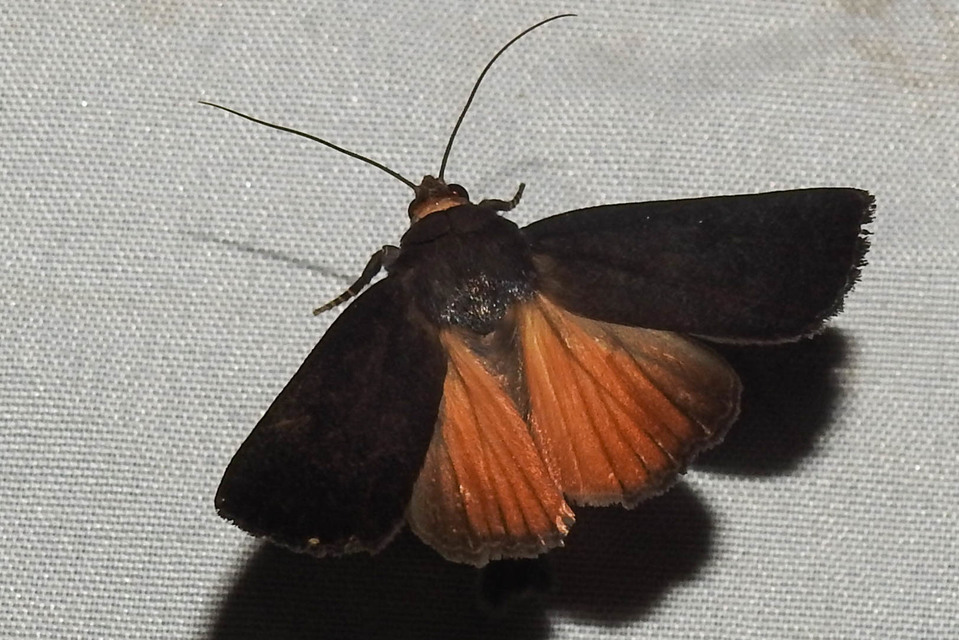 Amphipyra livida - zsírfényű bagoly