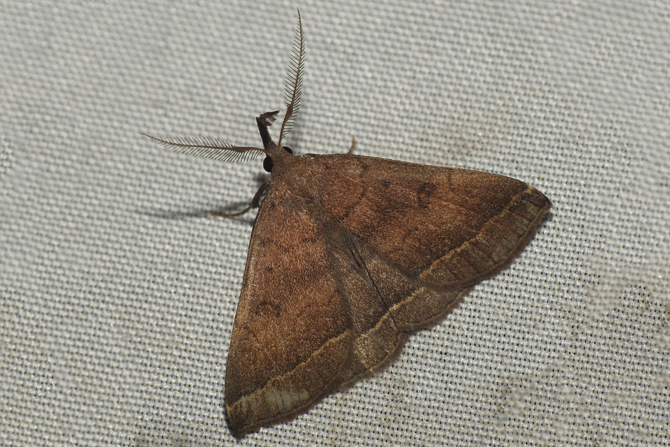 Pechipogo plumigeralis - tollascsápú karcsúbagoly