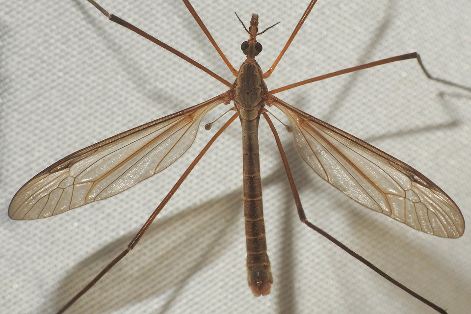 Tipula