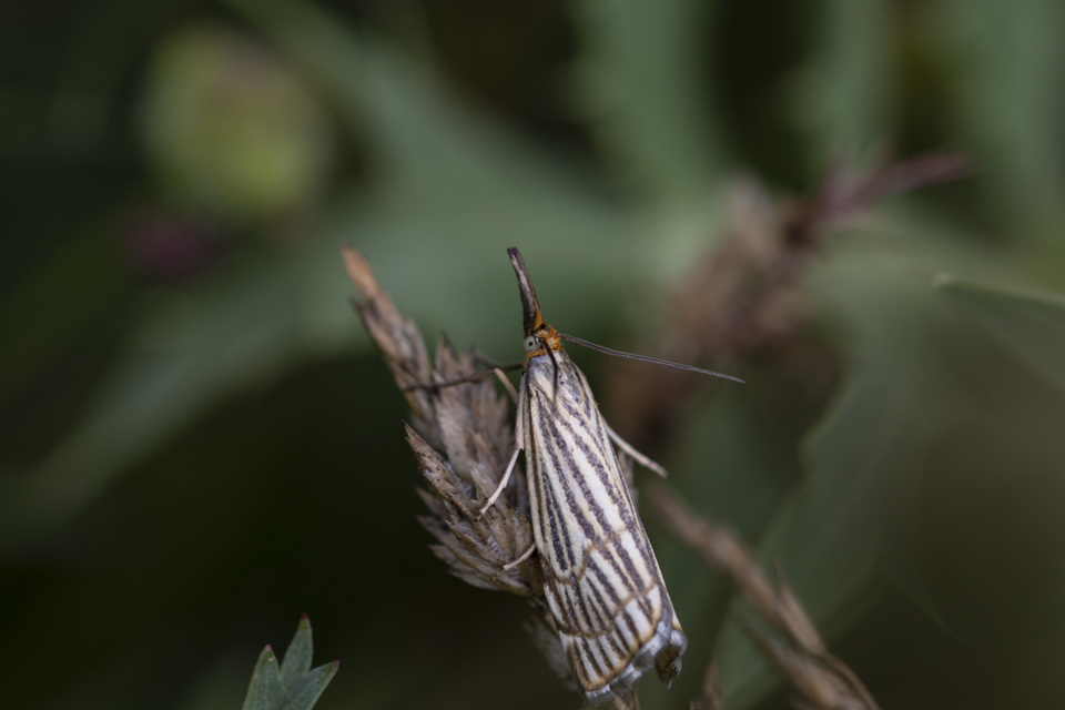 Chrysocramboides craterella - rácsos fűgyökérmoly