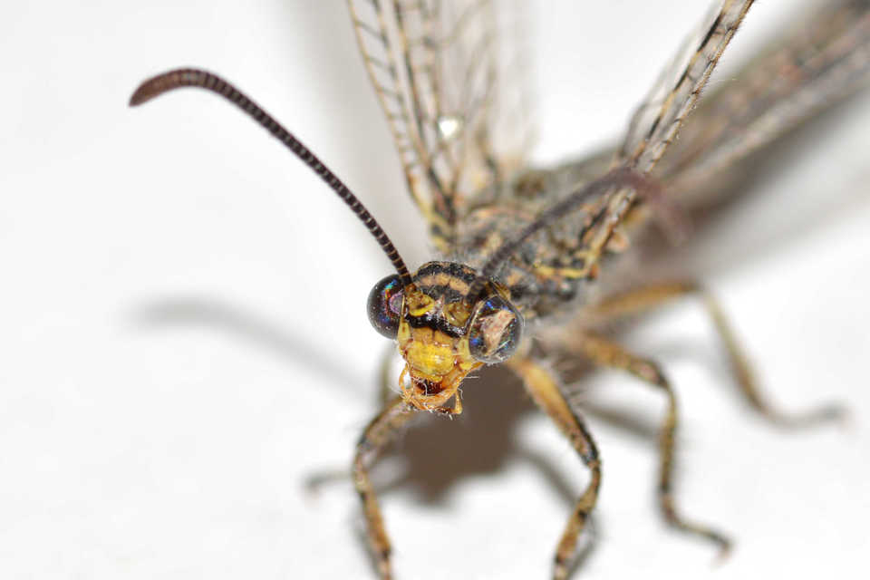 Distoleon tetragrammicus - négyfoltos hangyaleső