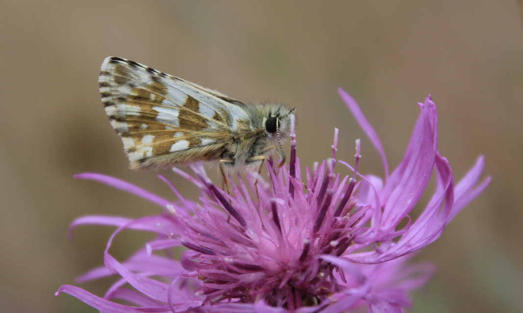 Pyrgus armoricanus - feles busalepke