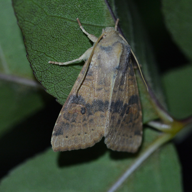 Cirrhia ocellaris - fakó sárgabagoly