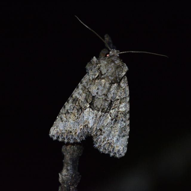 Dryobotodes monochroma - szürke tölgybagoly