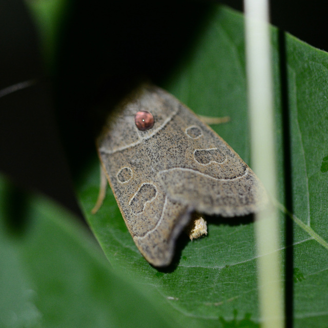 Mesogona acetosellae - madársóskabagoly