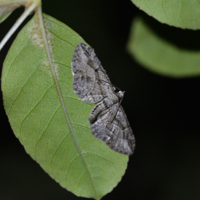 Eupithecia ericeata - feketefenyő-törpearaszoló