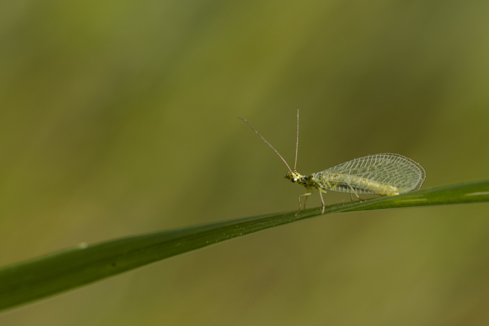 Chrysopidae - zöldfátyolkák
