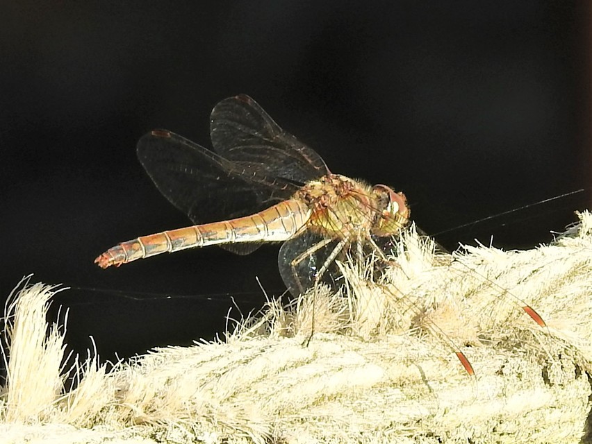 Sympetrum striolatum - harántsávos katona-szitakötő