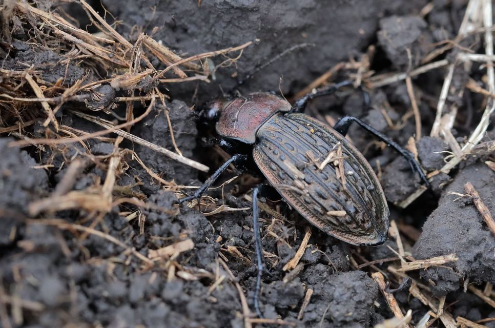 Carabus cancellatus - ragyás futrinka