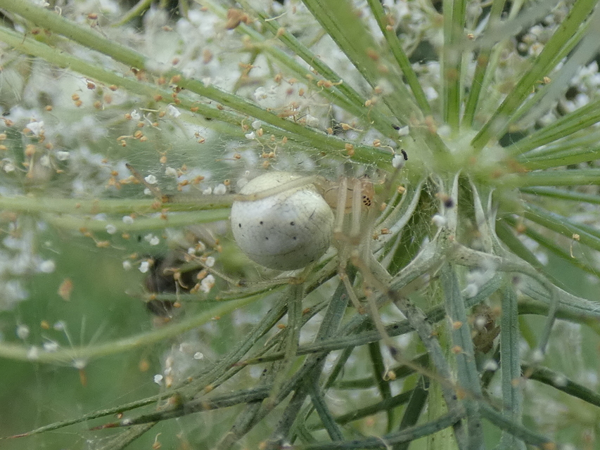 Enoplognatha ovata/latimana