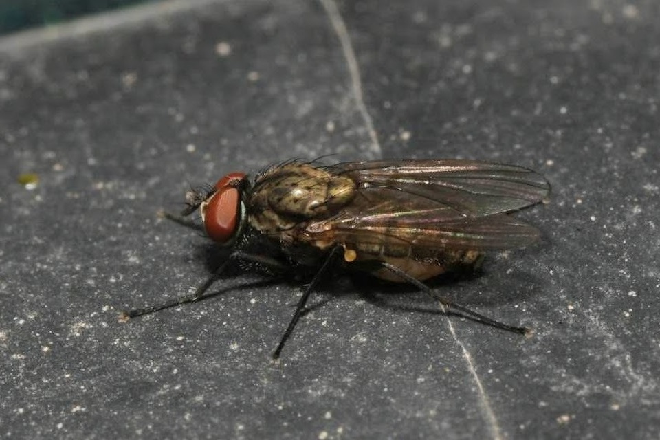 Anthomyiidae - viráglegyek