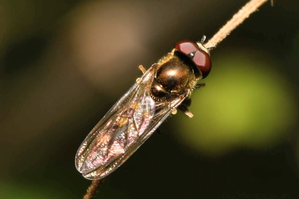 Platycheirus