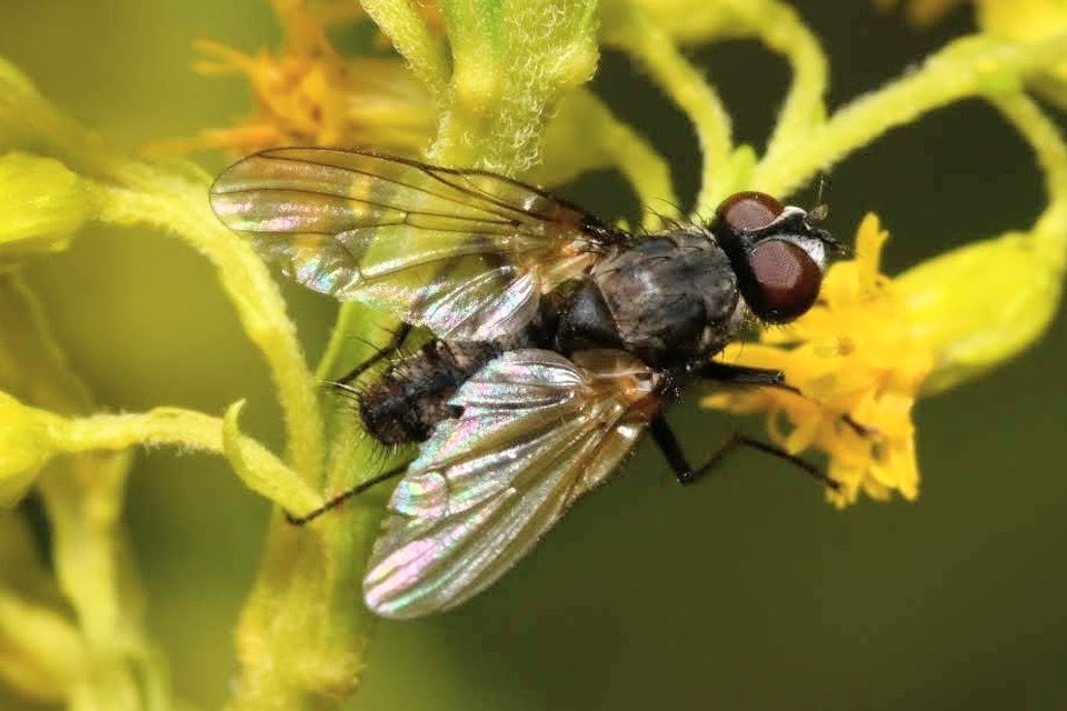 Anthomyiidae - viráglegyek