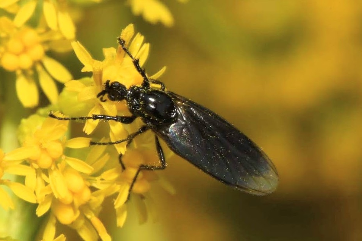 Dilophus febrilis