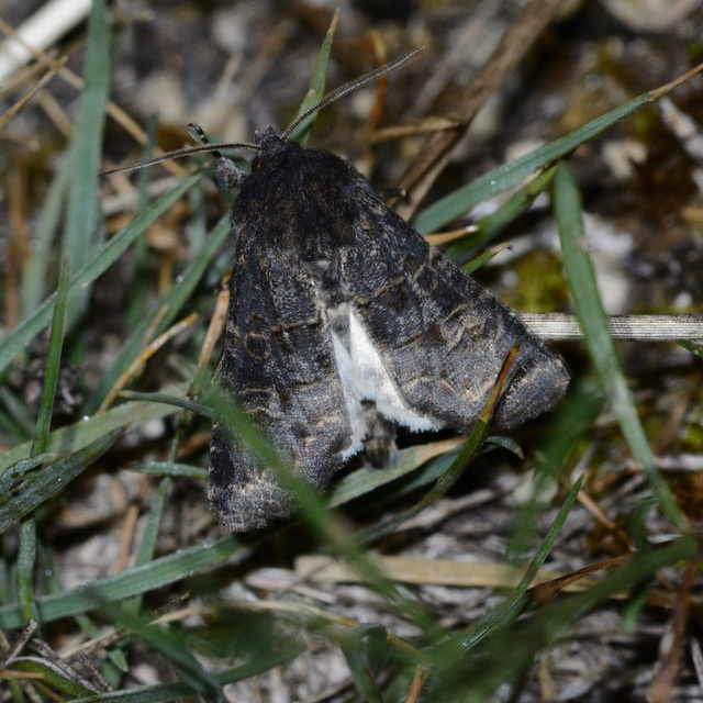 Tholera cespitis - sötét fésűsbagoly
