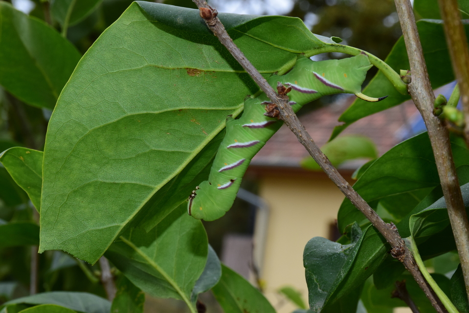 Sphinx ligustri - fagyalszender