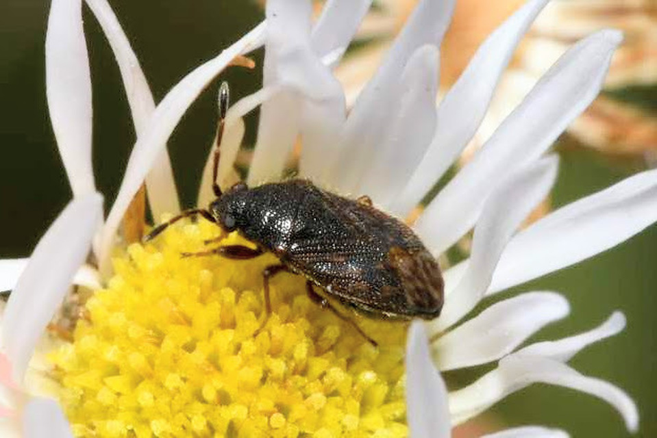 Stygnocoris sabulosus - közönséges kisbodobács