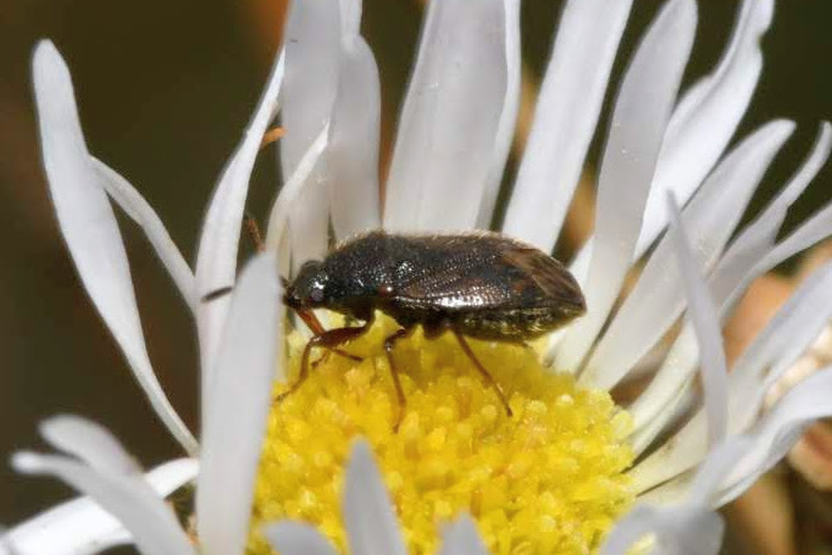 Stygnocoris sabulosus - közönséges kisbodobács