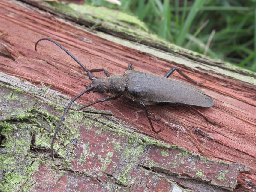 Aegosoma scabricorne - diófacincér