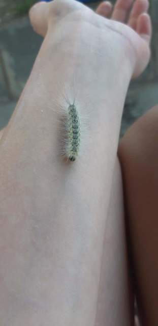 Hyphantria cunea - amerikai fehér medvelepke