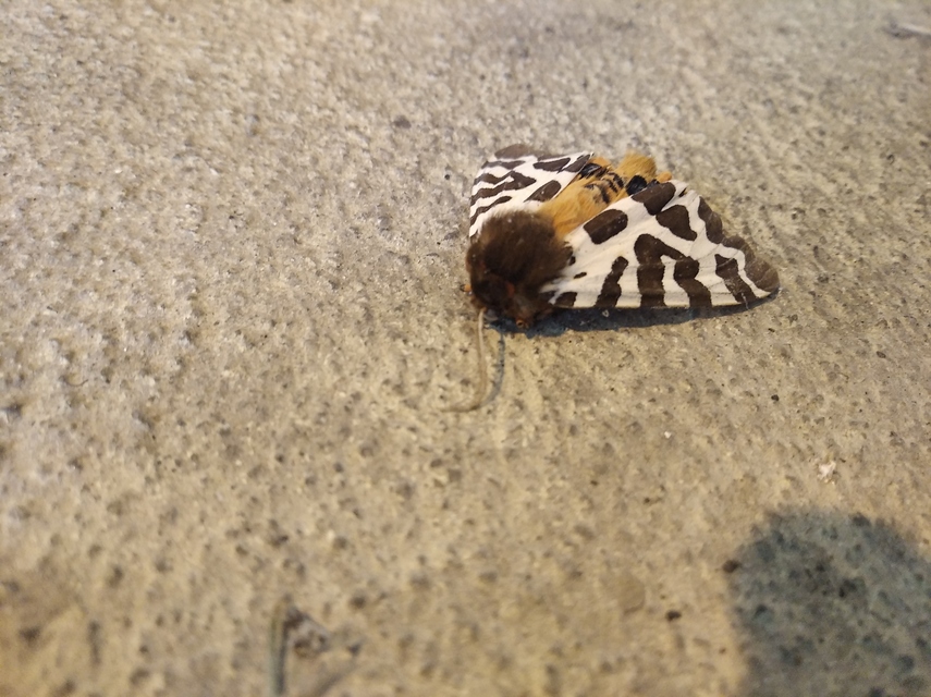 Arctia caja - közönséges medvelepke