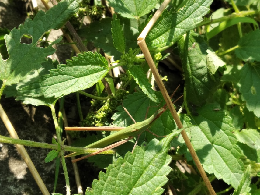 Acrida ungarica - sisakos sáska