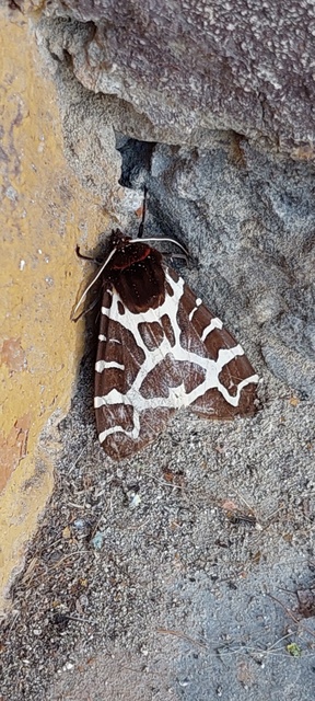 Arctia caja - közönséges medvelepke