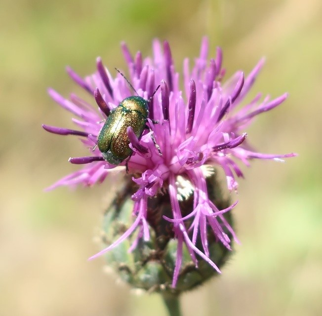 Cryptocephalus