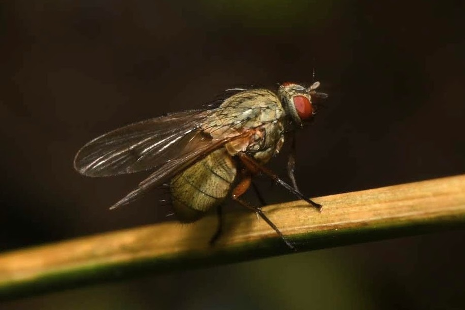 Helina